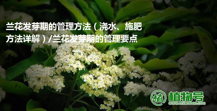 兰花发芽期的管理方法（浇水、施肥方法详解）/兰花发芽期的管理要点