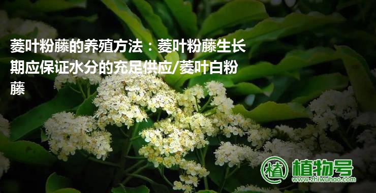 菱叶粉藤的养殖方法：菱叶粉藤生长期应保证水分的充足供应/菱叶白粉藤