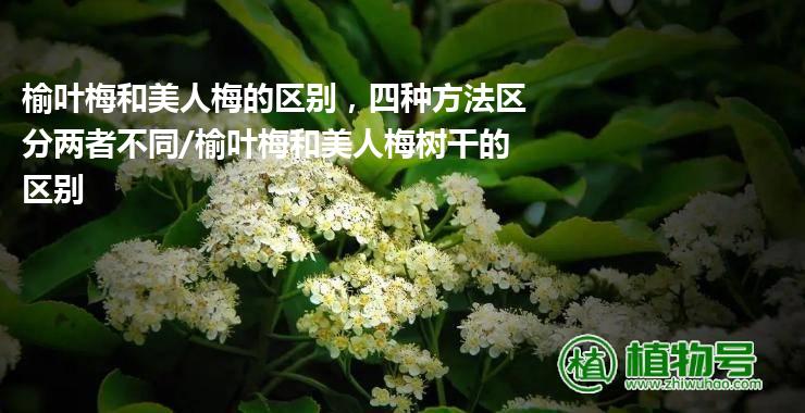 榆叶梅和美人梅的区别，四种方法区分两者不同/榆叶梅和美人梅树干的区别