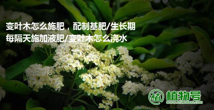 变叶木怎么施肥，配制基肥/生长期每隔天施加液肥/变叶木怎么浇水