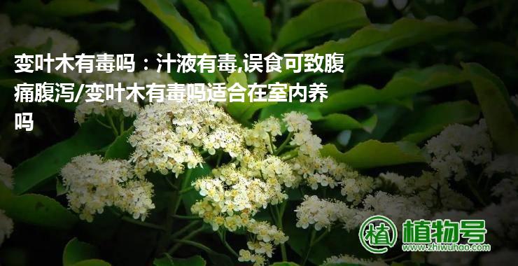 变叶木有毒吗：汁液有毒,误食可致腹痛腹泻/变叶木有毒吗适合在室内养吗