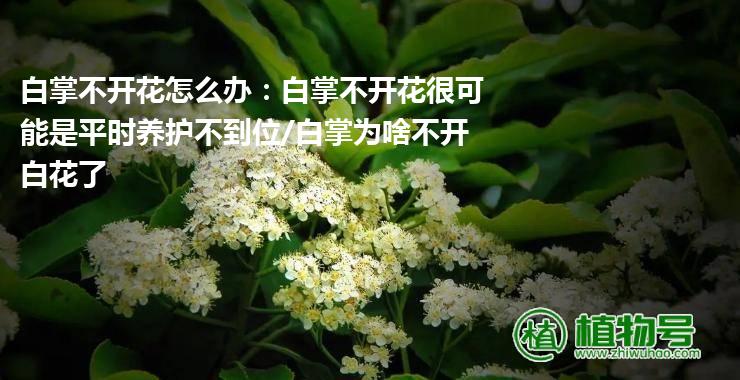 白掌不开花怎么办：白掌不开花很可能是平时养护不到位/白掌为啥不开白花了