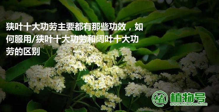 狭叶十大功劳主要都有那些功效，如何服用/狭叶十大功劳和阔叶十大功劳的区别