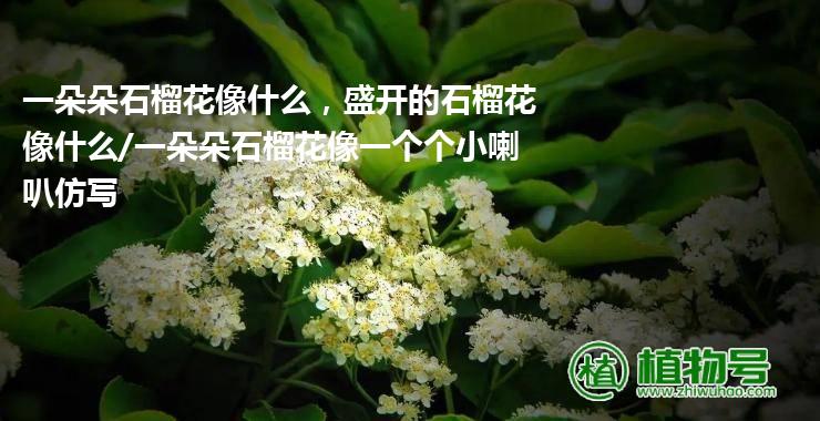 一朵朵石榴花像什么，盛开的石榴花像什么/一朵朵石榴花像一个个小喇叭仿写