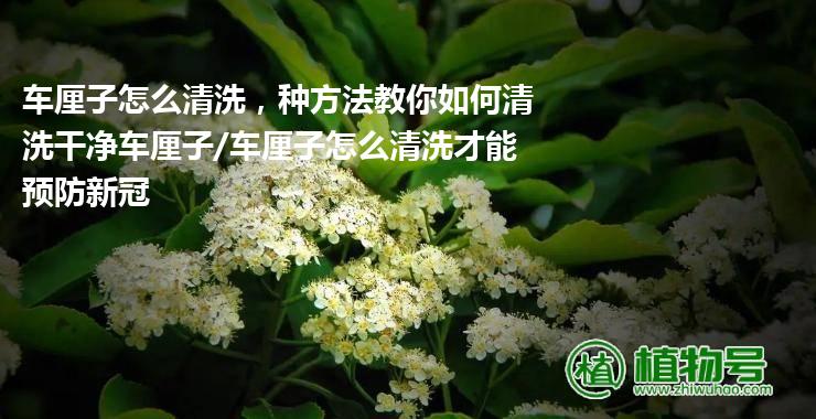 车厘子怎么清洗，种方法教你如何清洗干净车厘子/车厘子怎么清洗才能预防新冠