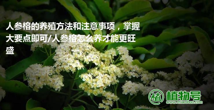 人参榕的养殖方法和注意事项，掌握大要点即可/人参榕怎么养才能更旺盛