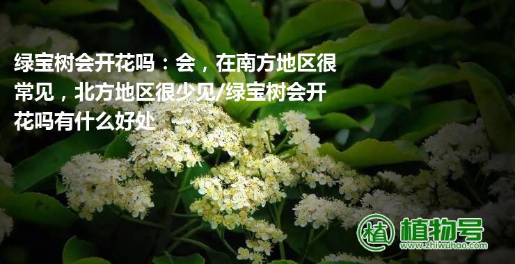 绿宝树会开花吗：会，在南方地区很常见，北方地区很少见/绿宝树会开花吗有什么好处