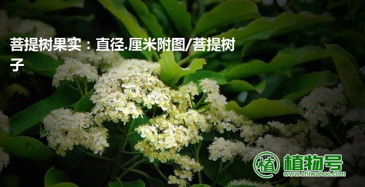 菩提树果实：直径.厘米附图/菩提树子