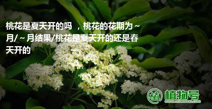 桃花是夏天开的吗 ，桃花的花期为～月/～月结果/桃花是夏天开的还是春天开的