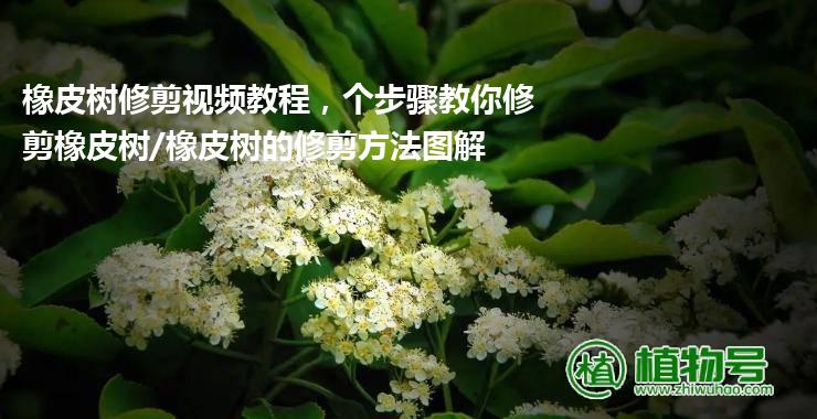 橡皮树修剪视频教程，个步骤教你修剪橡皮树/橡皮树的修剪方法图解