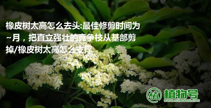 橡皮树太高怎么去头:最佳修剪时间为~月，把直立强壮的竞争枝从基部剪掉/橡皮树太高怎么支撑