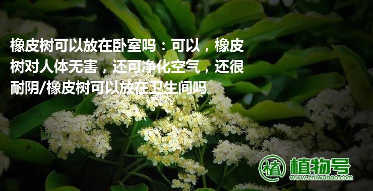 橡皮树可以放在卧室吗：可以，橡皮树对人体无害，还可净化空气，还很耐阴/橡皮树可以放在卫生间吗