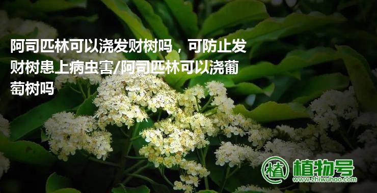 阿司匹林可以浇发财树吗，可防止发财树患上病虫害/阿司匹林可以浇葡萄树吗