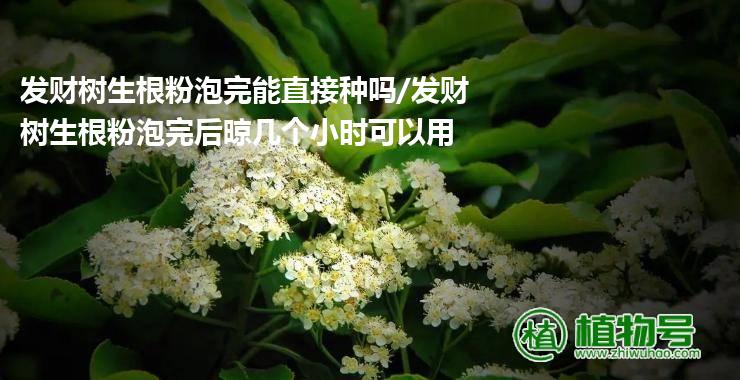 发财树生根粉泡完能直接种吗/发财树生根粉泡完后晾几个小时可以用