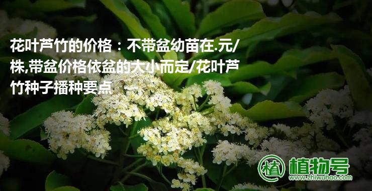 花叶芦竹的价格：不带盆幼苗在.元/株,带盆价格依盆的大小而定/花叶芦竹种子播种要点