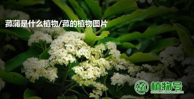 菰蒲是什么植物/菰的植物图片