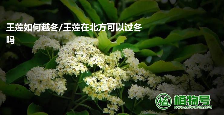 王莲如何越冬/王莲在北方可以过冬吗