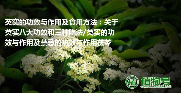 芡实的功效与作用及食用方法：关于芡实八大功效和三种吃法/芡实的功效与作用及禁忌的功效与作用茯苓