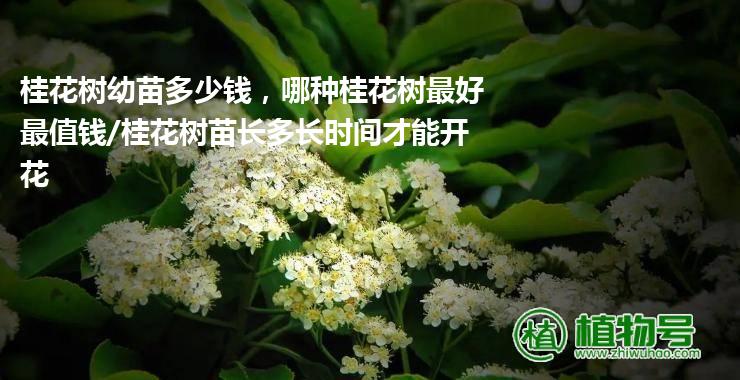 桂花树幼苗多少钱，哪种桂花树最好最值钱/桂花树苗长多长时间才能开花