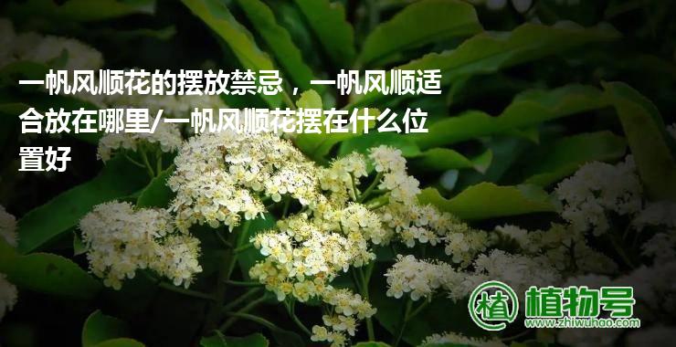 一帆风顺花的摆放禁忌，一帆风顺适合放在哪里/一帆风顺花摆在什么位置好