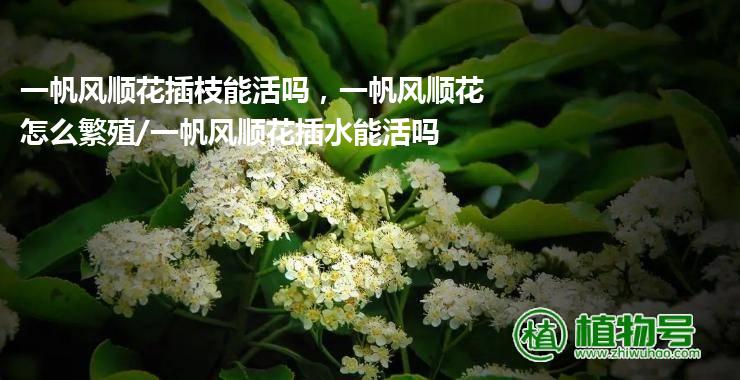 一帆风顺花插枝能活吗，一帆风顺花怎么繁殖/一帆风顺花插水能活吗