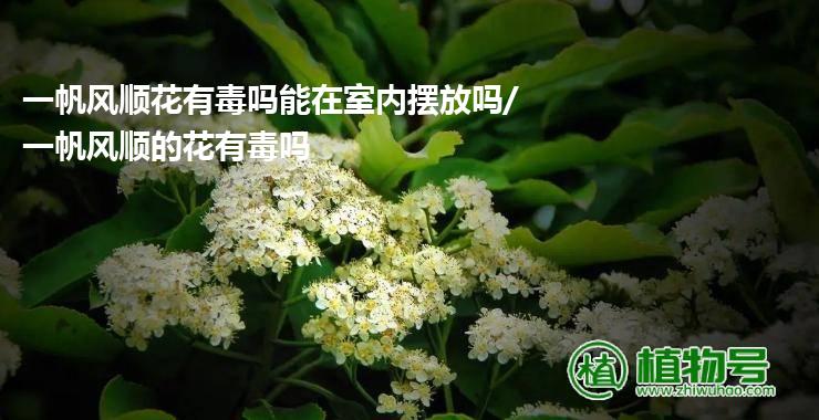 一帆风顺花有毒吗能在室内摆放吗/一帆风顺的花有毒吗