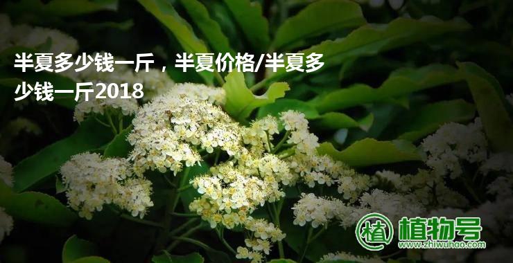 半夏多少钱一斤，半夏价格/半夏多少钱一斤2018