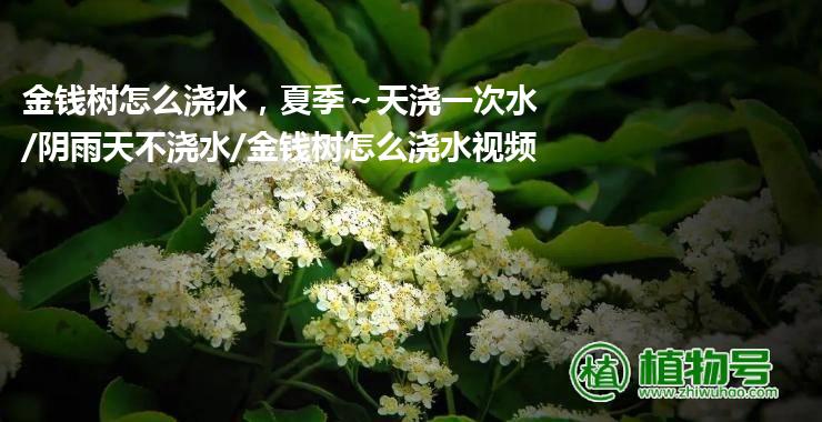 金钱树怎么浇水，夏季～天浇一次水/阴雨天不浇水/金钱树怎么浇水视频