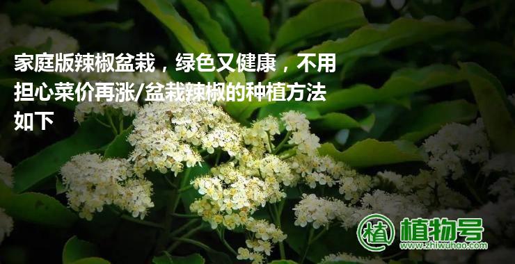 家庭版辣椒盆栽，绿色又健康，不用担心菜价再涨/盆栽辣椒的种植方法如下