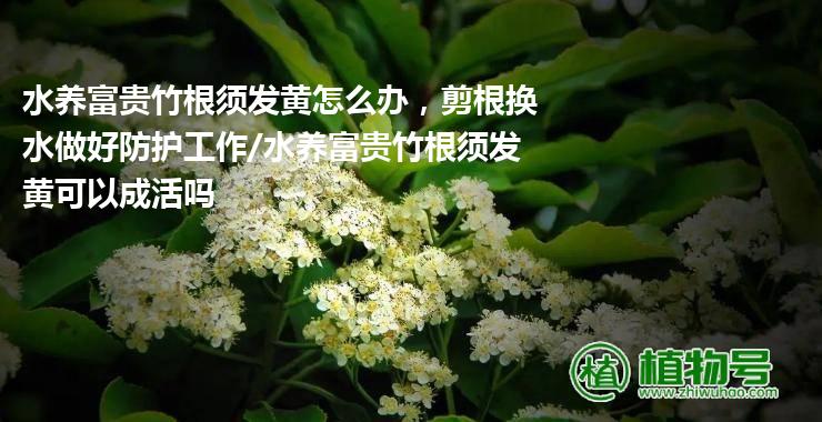 水养富贵竹根须发黄怎么办，剪根换水做好防护工作/水养富贵竹根须发黄可以成活吗