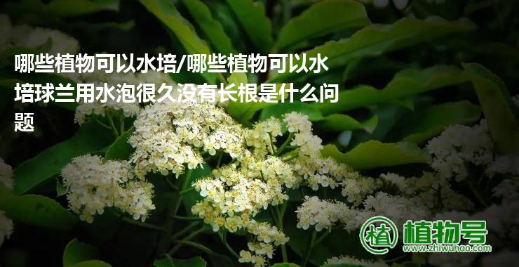 哪些植物可以水培/哪些植物可以水培球兰用水泡很久没有长根是什么问题