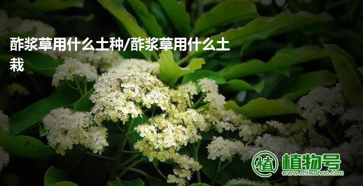 酢浆草用什么土种/酢浆草用什么土栽