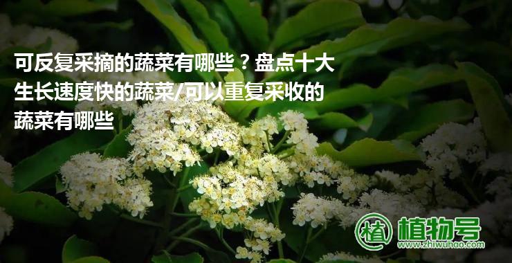 可反复采摘的蔬菜有哪些？盘点十大生长速度快的蔬菜/可以重复采收的蔬菜有哪些