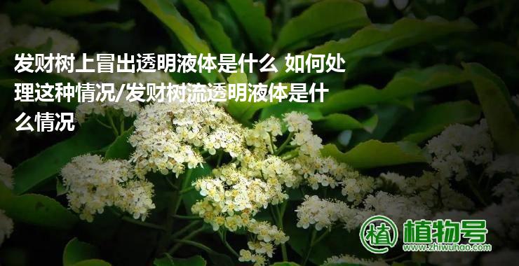 发财树上冒出透明液体是什么 如何处理这种情况/发财树流透明液体是什么情况