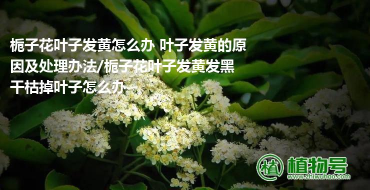 栀子花叶子发黄怎么办 叶子发黄的原因及处理办法/栀子花叶子发黄发黑干枯掉叶子怎么办