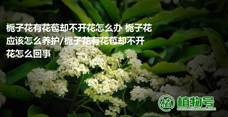 栀子花有花苞却不开花怎么办 栀子花应该怎么养护/栀子花有花苞却不开花怎么回事