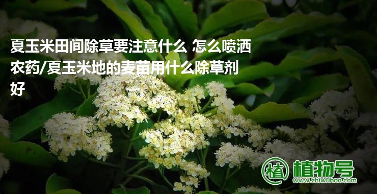 夏玉米田间除草要注意什么 怎么喷洒农药/夏玉米地的麦苗用什么除草剂好