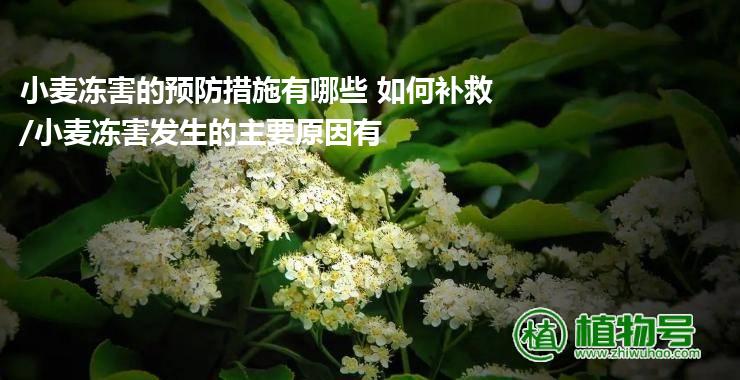 小麦冻害的预防措施有哪些 如何补救/小麦冻害发生的主要原因有