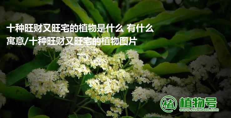 十种旺财又旺宅的植物是什么 有什么寓意/十种旺财又旺宅的植物图片