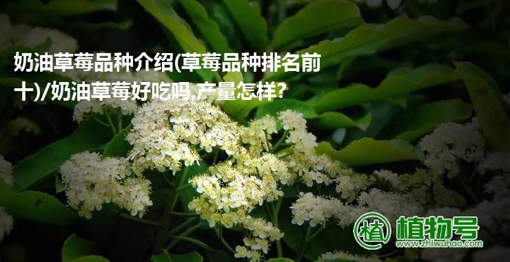 奶油草莓品种介绍(草莓品种排名前十)/奶油草莓好吃吗,产量怎样?