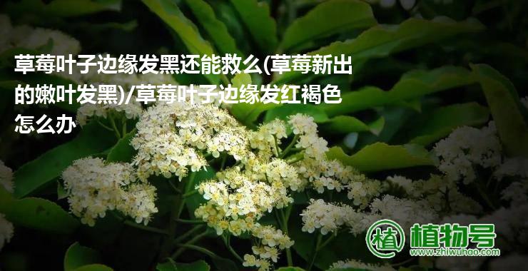 草莓叶子边缘发黑还能救么(草莓新出的嫩叶发黑)/草莓叶子边缘发红褐色怎么办