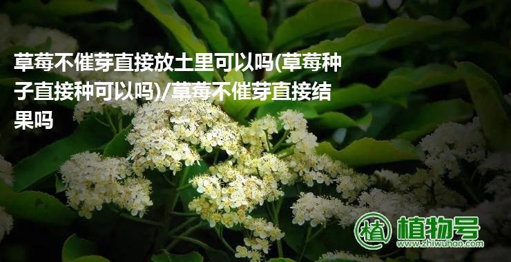 草莓不催芽直接放土里可以吗(草莓种子直接种可以吗)/草莓不催芽直接结果吗