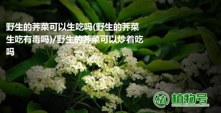 野生的荠菜可以生吃吗(野生的荠菜生吃有毒吗)/野生的荠菜可以炒着吃吗