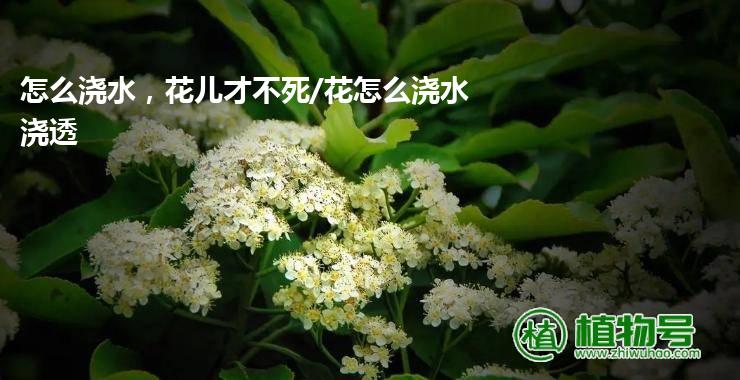 怎么浇水，花儿才不死/花怎么浇水浇透