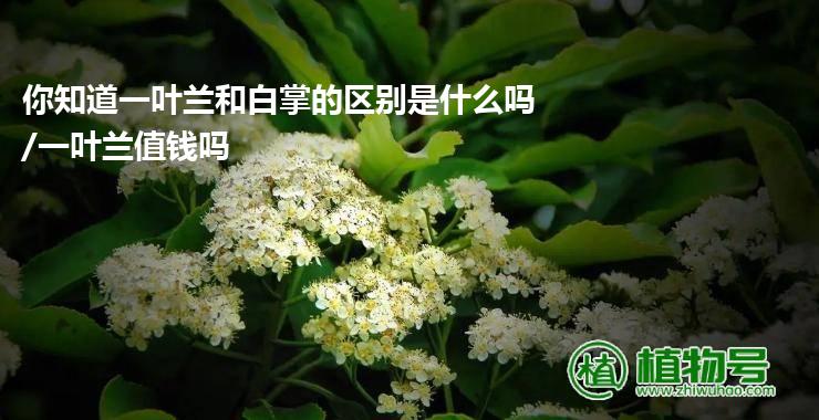 你知道一叶兰和白掌的区别是什么吗/一叶兰值钱吗