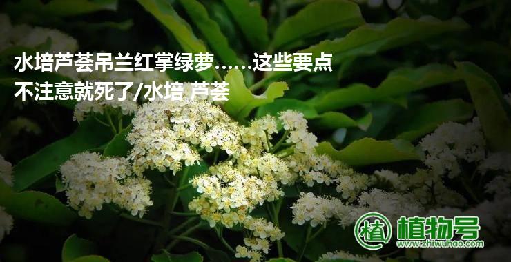 水培芦荟吊兰红掌绿萝……这些要点不注意就死了/水培 芦荟