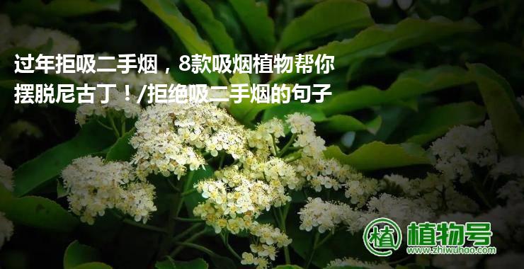 过年拒吸二手烟，8款吸烟植物帮你摆脱尼古丁！/拒绝吸二手烟的句子