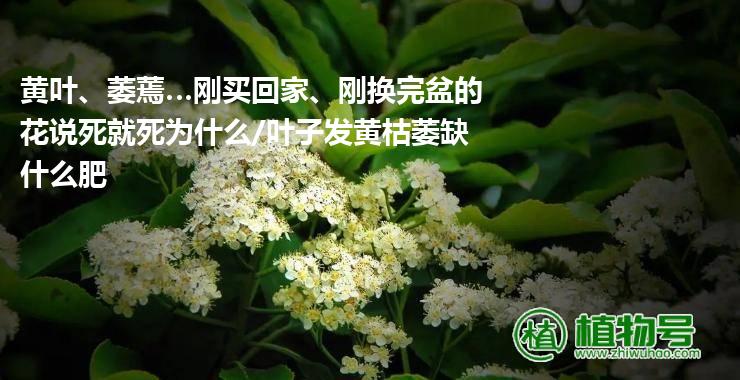 黄叶、萎蔫…刚买回家、刚换完盆的花说死就死为什么/叶子发黄枯萎缺什么肥