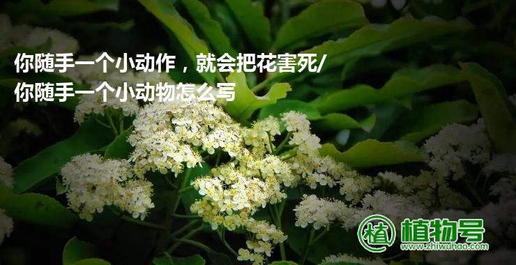 你随手一个小动作，就会把花害死/你随手一个小动物怎么写