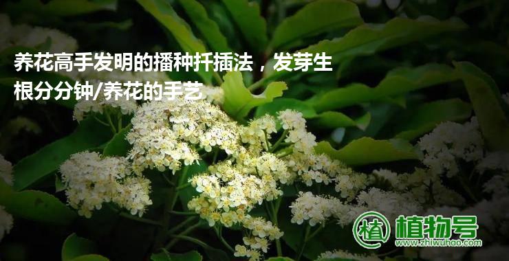 养花高手发明的播种扦插法，发芽生根分分钟/养花的手艺